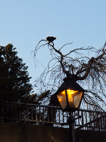 百家乐龙虎玩法详解：新手必看的技巧与策略